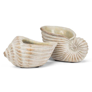 Small Conch Planter-6"L