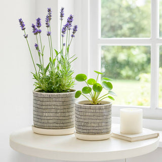Plant Pot Set of 2 - Ivory Ceramic Line with Saucer, 6/8 in.